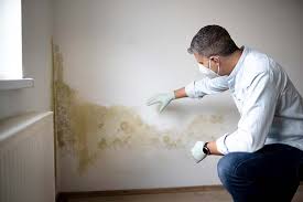 Best Mold Prevention Services in Wildwood, MO